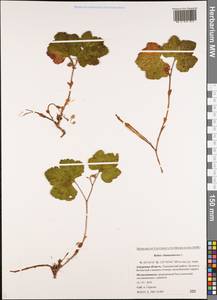 Rubus chamaemorus L., Siberia, Russian Far East (S6) (Russia)