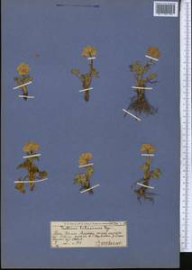Trollius lilacinus Bunge, Middle Asia, Western Tian Shan & Karatau (M3) (Tajikistan)