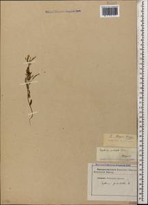 Centaurium pulchellum var. meyeri (Bunge) Omer, Caucasus, Stavropol Krai, Karachay-Cherkessia & Kabardino-Balkaria (K1b) (Russia)