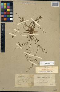 Convolvulus pilosellifolius Desr., South Asia, South Asia (Asia outside ex-Soviet states and Mongolia) (ASIA) (Iran)