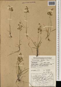 Anthoxanthum glabrum (Trin.) Veldkamp, Mongolia (MONG) (Mongolia)