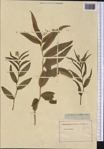 Maianthemum stellatum (L.) Link, America (AMER) (Not classified)