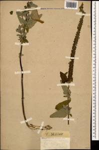 Teucrium hircanicum L., Caucasus, Black Sea Shore (from Novorossiysk to Adler) (K3) (Russia)