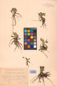 Primula veris subsp. macrocalyx (Bunge) Lüdi, Caucasus, Dagestan (K2) (Russia)