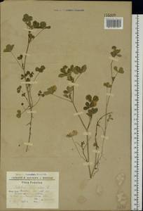 Trifolium resupinatum L., Eastern Europe, South Ukrainian region (E12) (Ukraine)