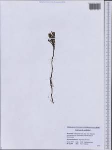 Andromeda polifolia L., Siberia, Baikal & Transbaikal region (S4) (Russia)