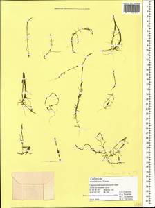 Callitriche hermaphroditica subsp. hermaphroditica, Caucasus, Azerbaijan (K6) (Azerbaijan)