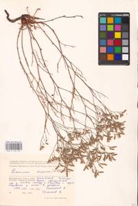 Limonium caspium (Willd.) Gams, Eastern Europe, Lower Volga region (E9) (Russia)