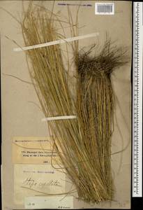 Stipa capillata L., Caucasus, Stavropol Krai, Karachay-Cherkessia & Kabardino-Balkaria (K1b) (Russia)
