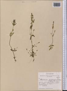 Gentianella propinqua, America (AMER) (United States)