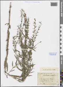 Lythrum virgatum L., Middle Asia, Caspian Ustyurt & Northern Aralia (M8) (Kazakhstan)