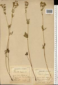Potentilla longipes Ledeb., Eastern Europe, Central forest-and-steppe region (E6) (Russia)
