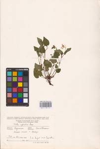 Viola reichenbachiana Jord. ex Boreau, Eastern Europe, West Ukrainian region (E13) (Ukraine)