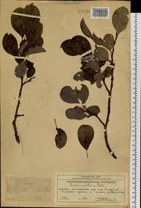 Salix arctica Pall., Siberia, Chukotka & Kamchatka (S7) (Russia)