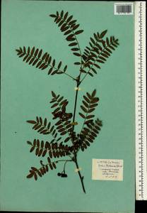 Sorbus koehneana C. K. Schneid., South Asia, South Asia (Asia outside ex-Soviet states and Mongolia) (ASIA) (Russia)