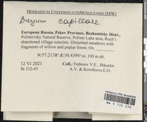 Rosulabryum capillare (Hedw.) J.R. Spence, Bryophytes, Bryophytes - Novgorod & Pskov Oblasts (B5) (Russia)