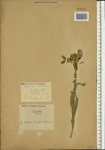 Centaurea triumfettii subsp. axillaris (Willd. ex Celak.) Stef. & T. Georgiev, Eastern Europe, South Ukrainian region (E12) (Ukraine)