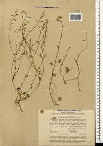Sobolewskia sibirica (Willd.) P.W.Ball, Crimea (KRYM) (Russia)