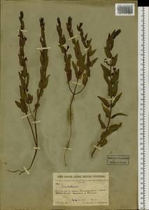 Scutellaria galericulata L., Siberia, Baikal & Transbaikal region (S4) (Russia)