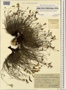 Campanula bellidifolia subsp. bellidifolia, Caucasus, North Ossetia, Ingushetia & Chechnya (K1c) (Russia)