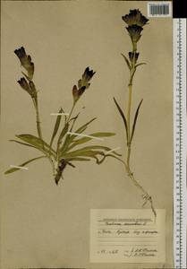 Gentiana decumbens L. fil., Siberia, Baikal & Transbaikal region (S4) (Russia)