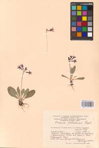 Primula fedtschenkoi Regel, Middle Asia, Pamir & Pamiro-Alai (M2) (Turkmenistan)