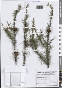 Larix gmelinii (Rupr.) Kuzen., Siberia, Central Siberia (S3) (Russia)