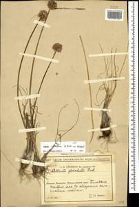Allium saxatile M.Bieb. , nom. cons. prop., Caucasus, Black Sea Shore (from Novorossiysk to Adler) (K3) (Russia)
