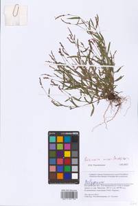 Persicaria minor (Huds.) Opiz, Eastern Europe, Central forest region (E5) (Russia)