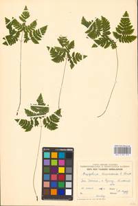 Gymnocarpium dryopteris (L.) Newman, Eastern Europe, Estonia (E2c) (Estonia)