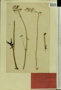 Valeriana tuberosa L., Eastern Europe, North Ukrainian region (E11) (Ukraine)