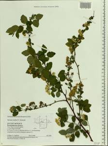 Spiraea media F. Schmidt, Eastern Europe, Central region (E4) (Russia)