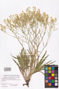 Lepidium coronopifolium Fisch., Eastern Europe, Eastern region (E10) (Russia)