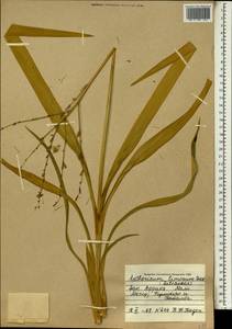 Chlorophytum limosum (Baker) Nordal, Africa (AFR) (Mali)