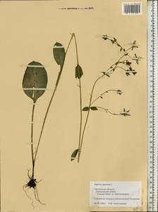 Swertia perennis, Eastern Europe, Western region (E3) (Russia)