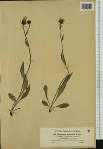 Hieracium dentatum subsp. dentatiforme Nägeli & Peter, Western Europe (EUR) (Austria)