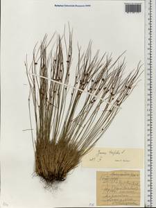 Oreojuncus trifidus (L.) Záv. Drábk. & Kirschner, Eastern Europe, Northern region (E1) (Russia)