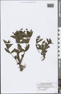 Veronica anagallis-aquatica L., Eastern Europe, Middle Volga region (E8) (Russia)