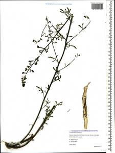 Scrophularia canina subsp. bicolor (Sibth. & Sm.) Greuter, Crimea (KRYM) (Russia)