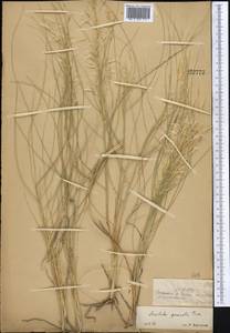 Stipagrostis pennata (Trin.) De Winter, Middle Asia, Dzungarian Alatau & Tarbagatai (M5) (Kazakhstan)