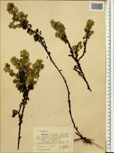 Alchemilla, Africa (AFR) (Ethiopia)