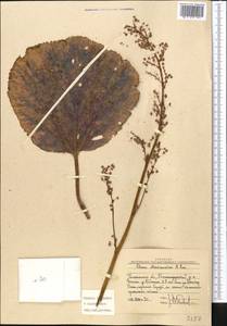Rheum maximowiczii Losinsk., Middle Asia, Western Tian Shan & Karatau (M3) (Uzbekistan)