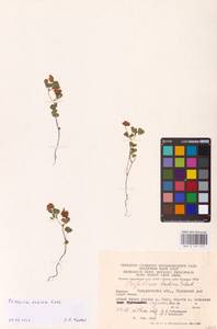 Trifolium dubium Sibth., Eastern Europe, West Ukrainian region (E13) (Ukraine)