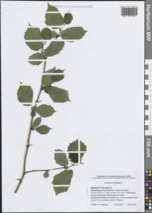 Corylus avellana L., Eastern Europe, North-Western region (E2) (Russia)
