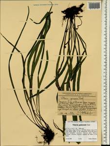 Haplopteris guineensis (Desv.) E. H. Crane, Africa (AFR) (Ethiopia)