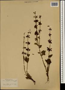 Salvia judaica Boiss., South Asia, South Asia (Asia outside ex-Soviet states and Mongolia) (ASIA) (Syria)