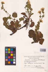 Geum montanum L., Eastern Europe, West Ukrainian region (E13) (Ukraine)