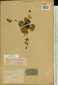 Alchemilla hirsuticaulis H. Lindb., Eastern Europe, Central region (E4) (Russia)
