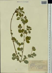 Medicago platycarpos (L.) Trautv., Siberia, Altai & Sayany Mountains (S2) (Russia)