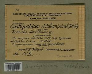 Brachythecium rutabulum (Hedw.) Schimp., Bryophytes, Bryophytes - Moscow City & Moscow Oblast (B6a) (Russia)